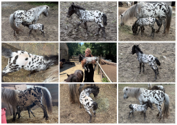 Falabella Miniature Horse For Sale - Toyland Fancy Pants