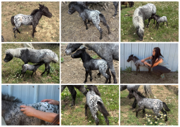 Falabella Miniature Horse For Sale - Toyland Forget Me Not