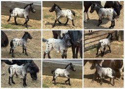Falabella Miniature Horse For Sale - Toyland Guinness