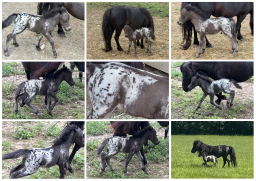Falabella Miniature Horse For Sale - Toyland Gustavo