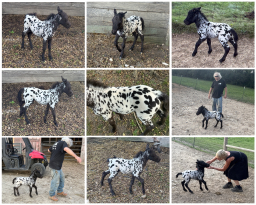 Falabella Miniature Horse For Sale - Toyland Hollywood
