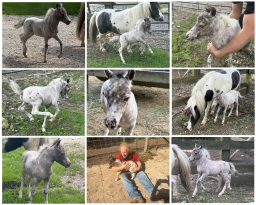 Falabella Miniature Horse For Sale - Toyland Prada