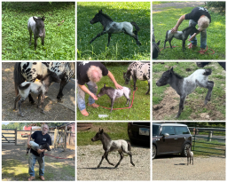 Falabella Miniature Horse For Sale - Toyland Sweet Serenity