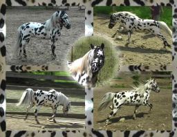 Toyland Casino Chips-32in_Reference Sire